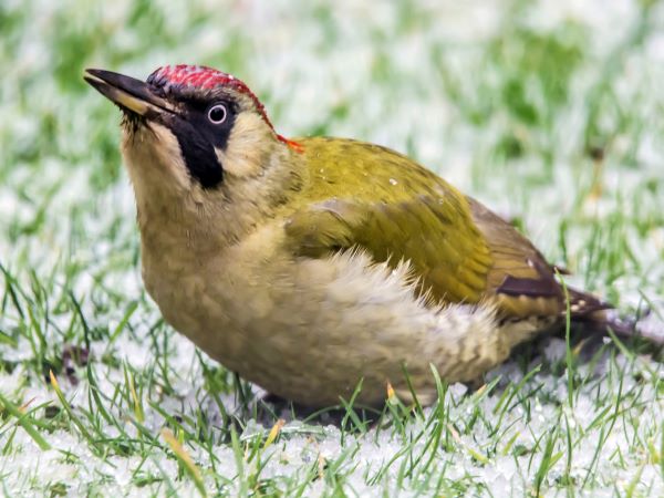 'Green Woodpecker' by Janet of Droitwich Spa & District u3a