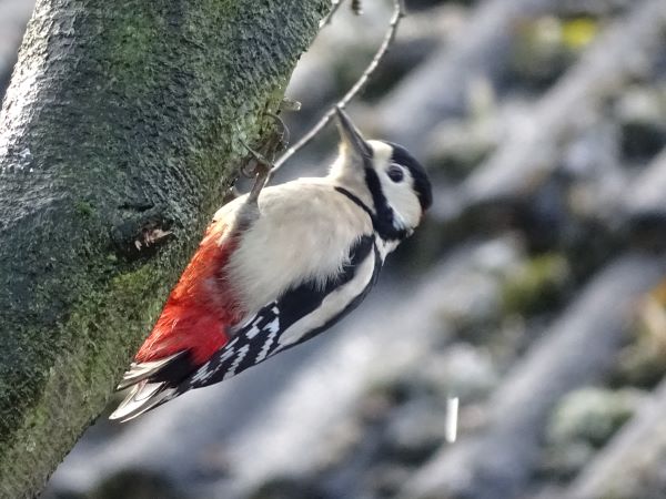 'On My Doorstep' Alistair McMinn of Northallerton u3a