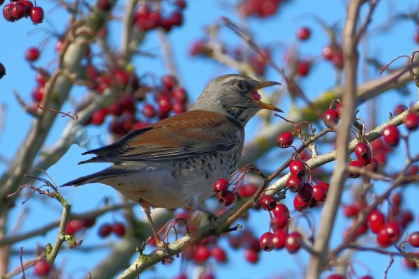 'Scandinavian Visitor' by Jeff Douglas of Redditch u3a