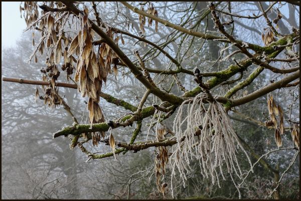 'Brown Ash Keys' by Sue Salmon of North Cotswold u3a
