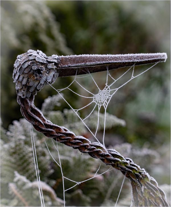 'Winter Beauty' by Lynn Toms of North Cotswold u3a