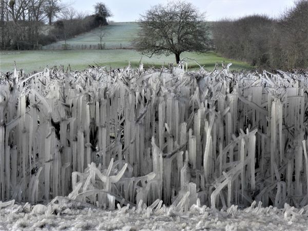 'Ice Hedge' by Barbara Bicknell of North Cotswold u3a