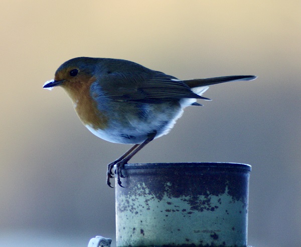 'Cold Robin' by Steve Evans of Saltburn u3a