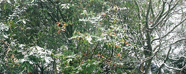 'Sprinkling Snow' by Marion Griffin of Bolton u3a
