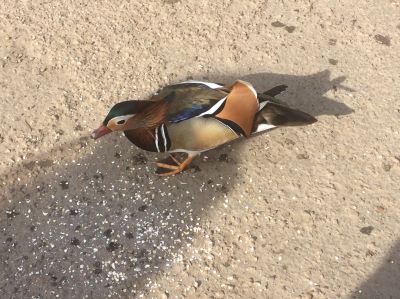 a bird standing on ground