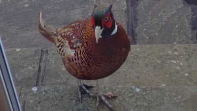 a pheasant 