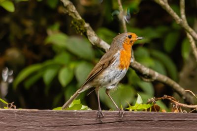 A skinny robin standing on a fence