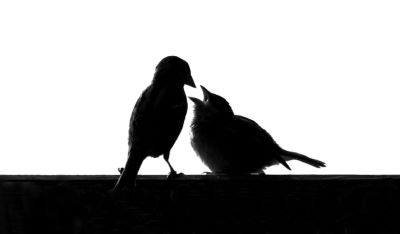 black and white picture of one sparrow feeding another sparrow hawk