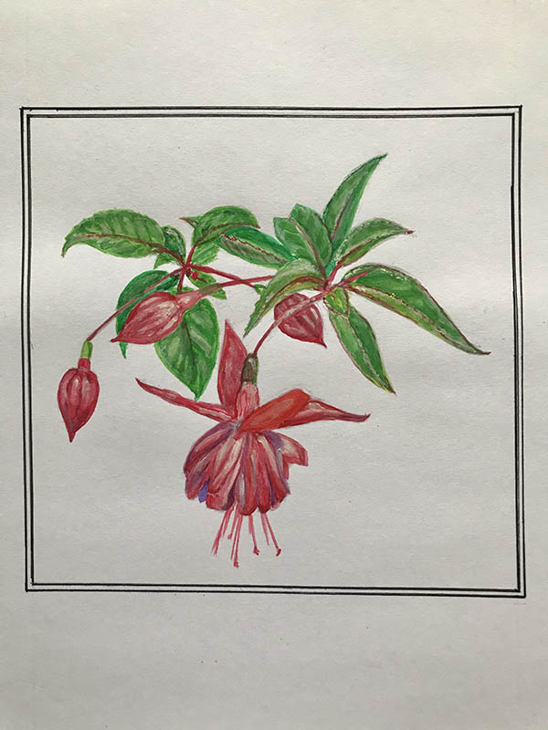 'Fuschia' by Mina Lathia of Aylesbury Vale u3a