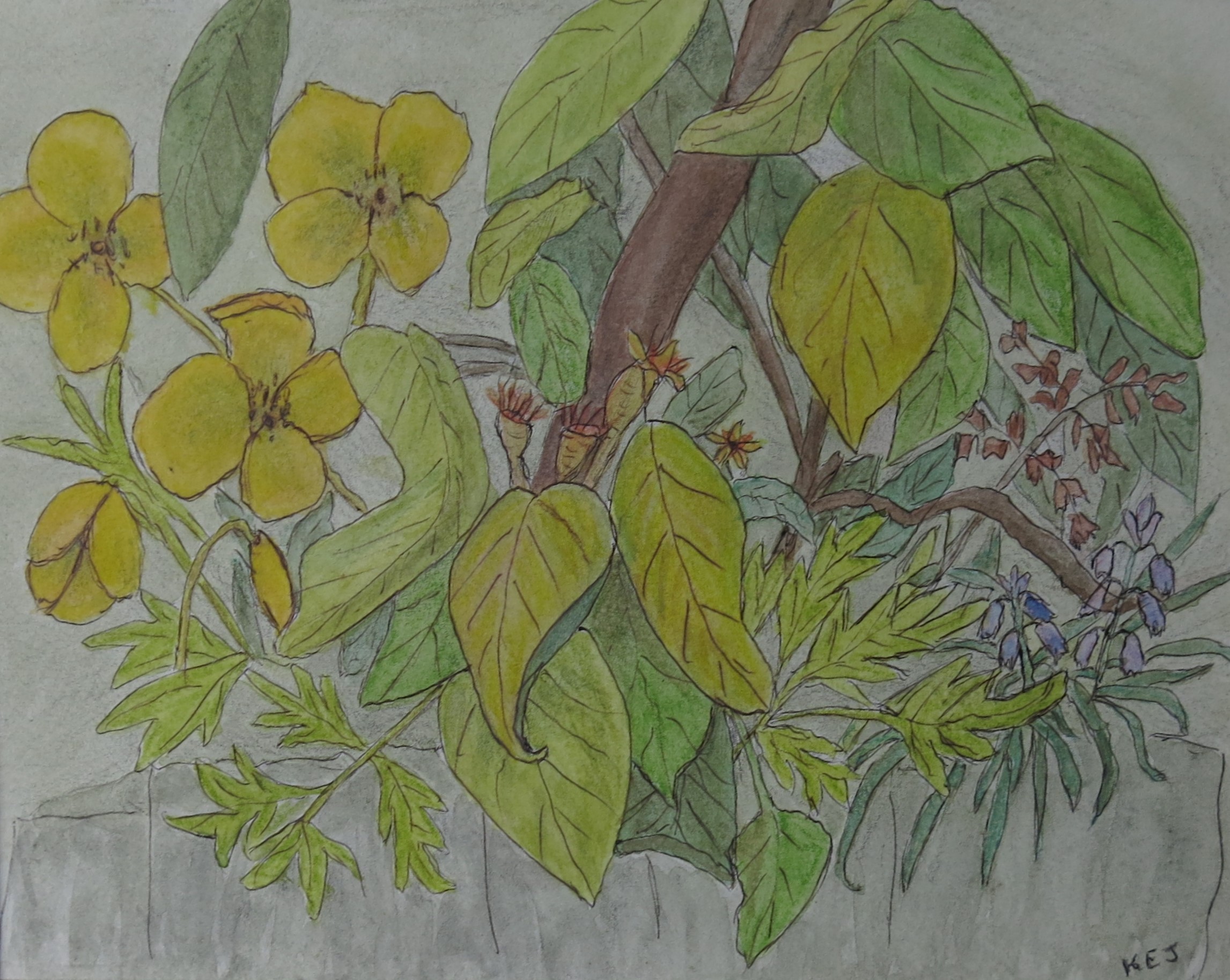 'Welsh Poppies' by Kathy Main, Llandudno u3a