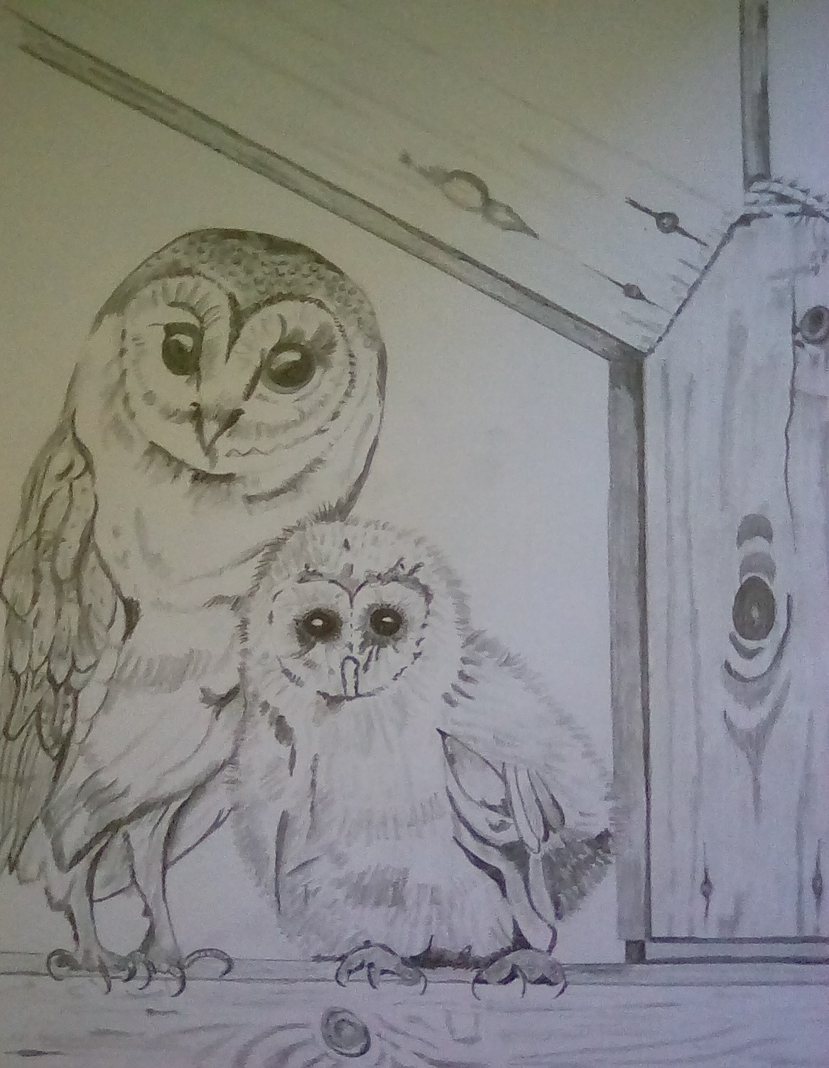 'Baby Owl' by Jill Foley, Chester u3a