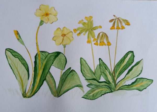 'Primroses and Cowslips' by Brigitte Holland, Sandbach u3a
