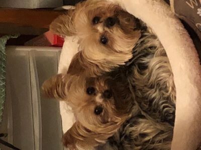 Two small dogs in a dog basket