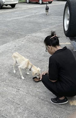 Woman feeding a skinny dog on the street 