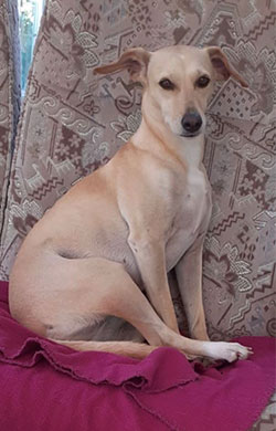 Dog sat up looking at camera 