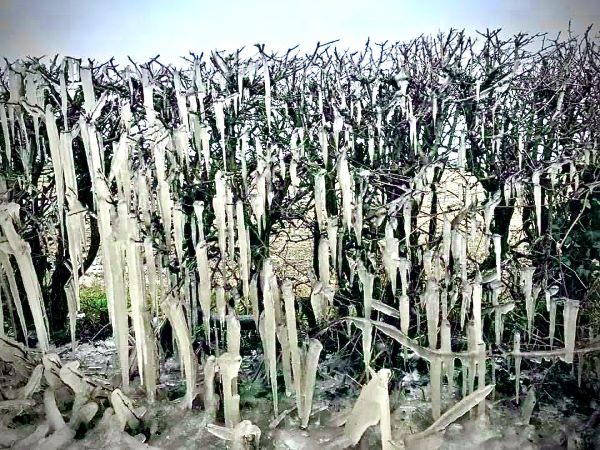 'The frozen hedge' by Karen Coates of Solihull Central u3a