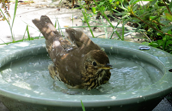 'Thrush' by Rita Miles of Pembrokeshire U3A