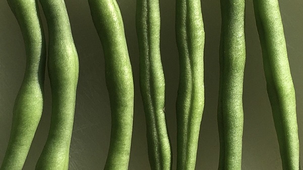 'French Beans' by Debbie Edwards of Chorleywood U3A