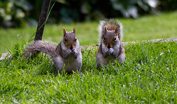 'Squirrels' by Carol Andrews of Haywards Heath U3A