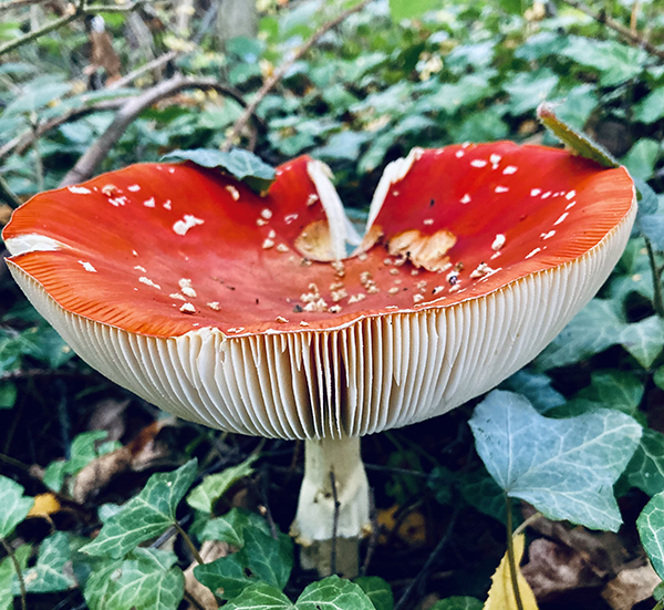 'Fly agaric' by Trish	McGregor of Sleaford U3A
