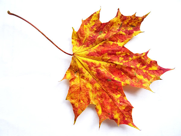 'Autumn colours' by Susan Somes of Broomfield & District U3A