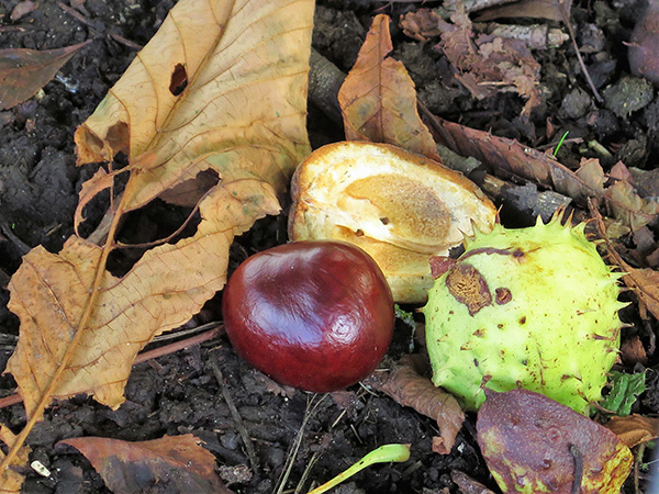 'Conker' by Tessa Phillips of Potters Bar U3A