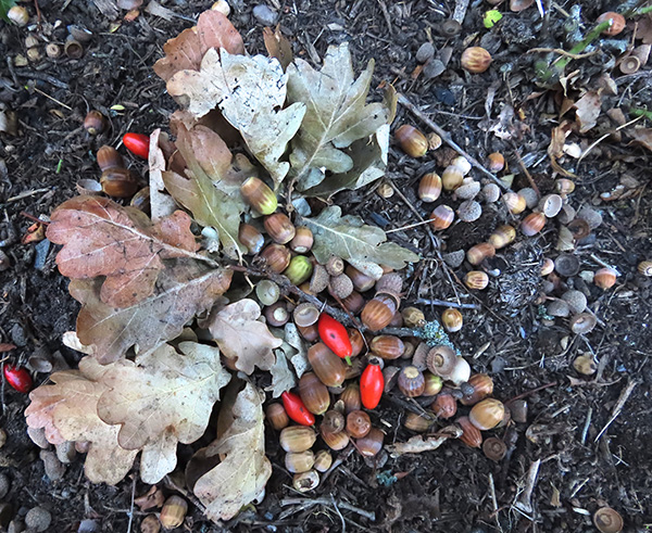 'Acorns' by Llinos Harris of Hartley Wintney & District U3A