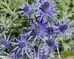 'Blue eryngiums' by Joan Platt of Bury U3A