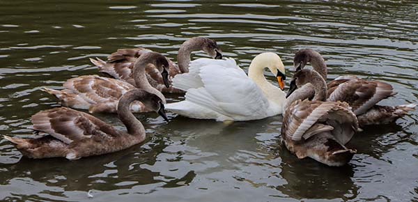 'Swan Family Meeting' by John Owen of Worcester Area Group