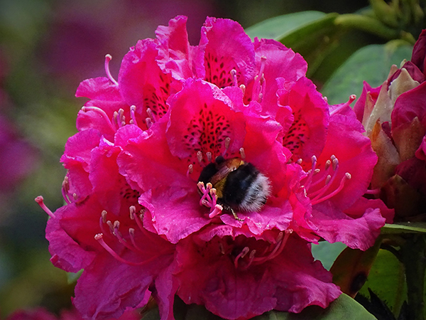 'Busy' by Mike Clunes of Ripon & District U3A