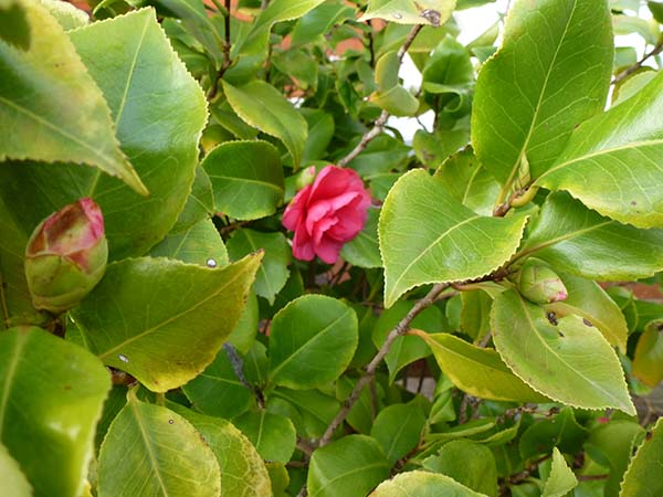 'Springtime' by David Talbot of Banstead u3a