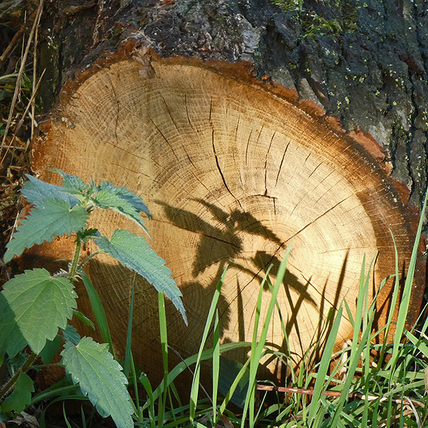 'Nettles' by Carol Greatrex of Broomfield & District U3A