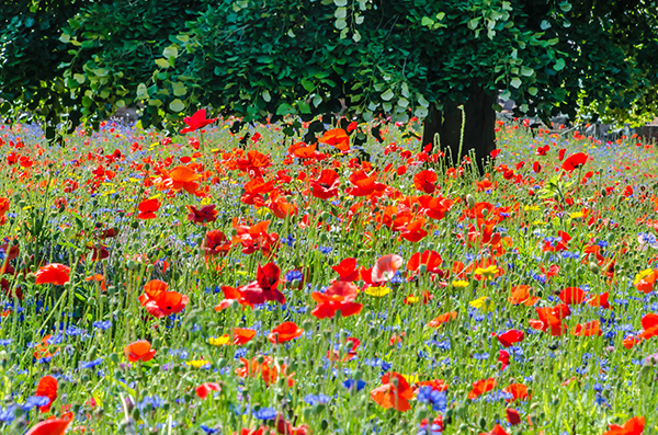 'Meadow' by Janet Oakley of Droitwich Spa & District U3A