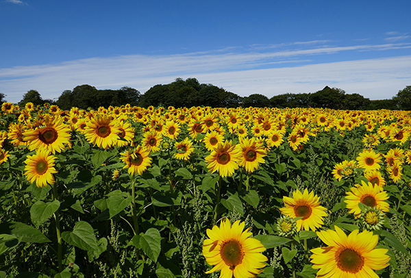 'Sunflowers ' by Marion Clark of Newquay U3A