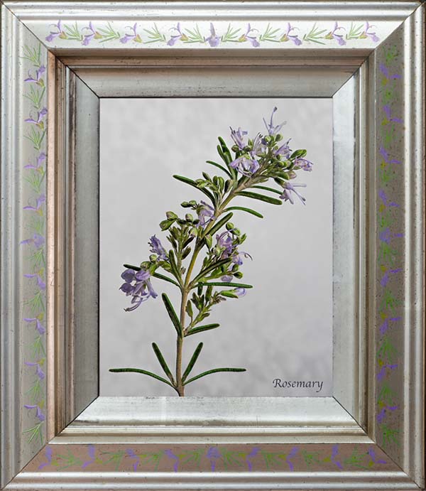 This is Rosemary Gibbs of Rugby U3A