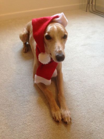 Dog in a red santa hat and costume 