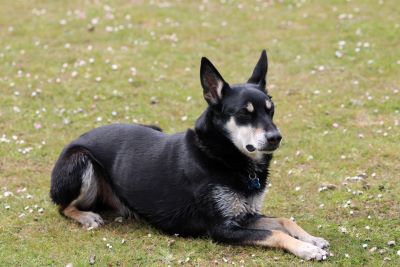 dog sitting on grass
