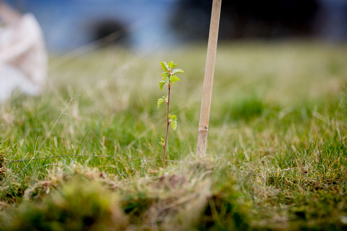 A tiny sapling growing in a woodland