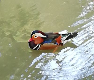 A mandarin duck swimming 