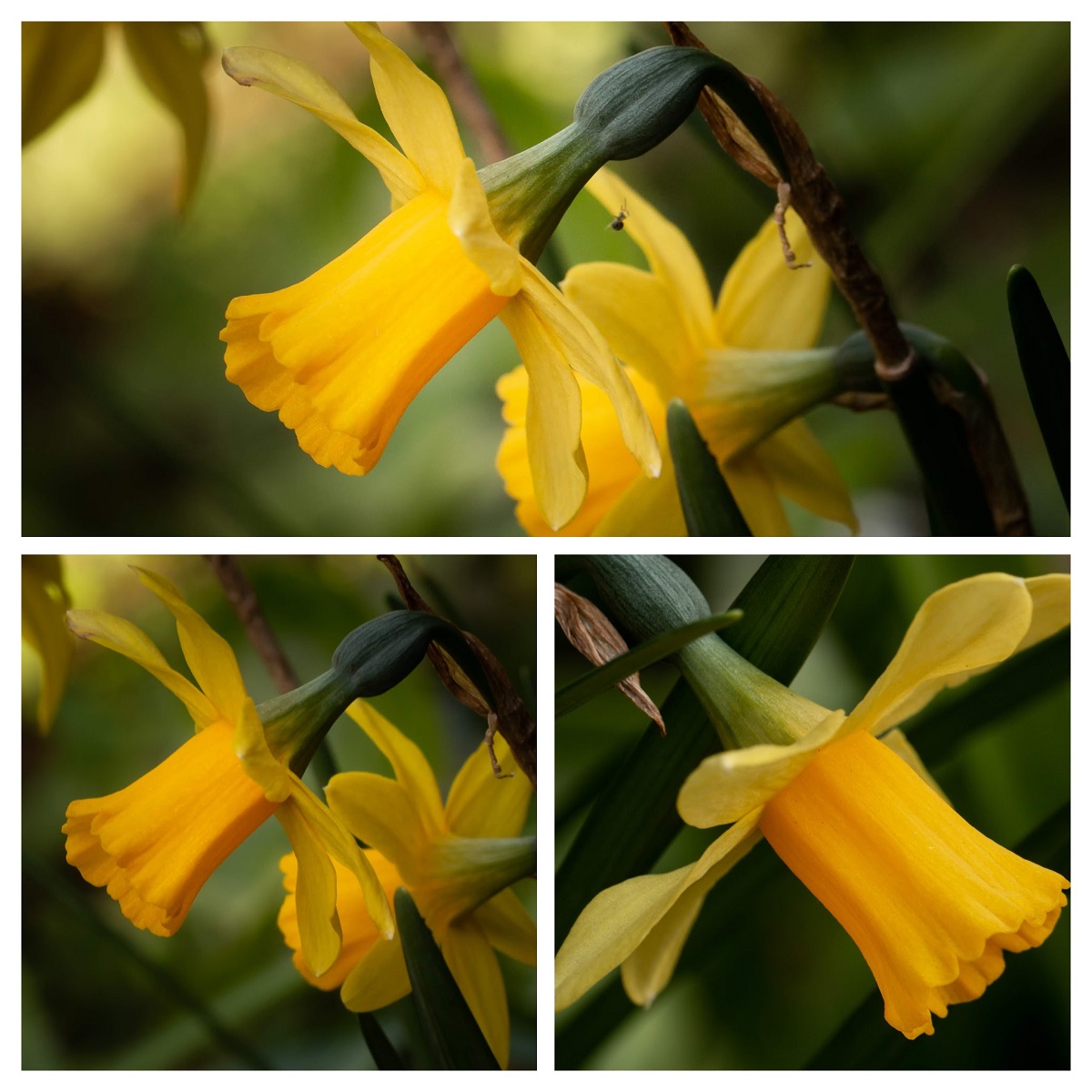 'Daffodils' by Golda Gibson of Bramhall U3A