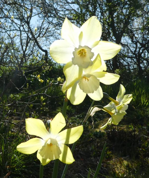 'Daffodils' By Gillian Edwards of Wrexham u3a