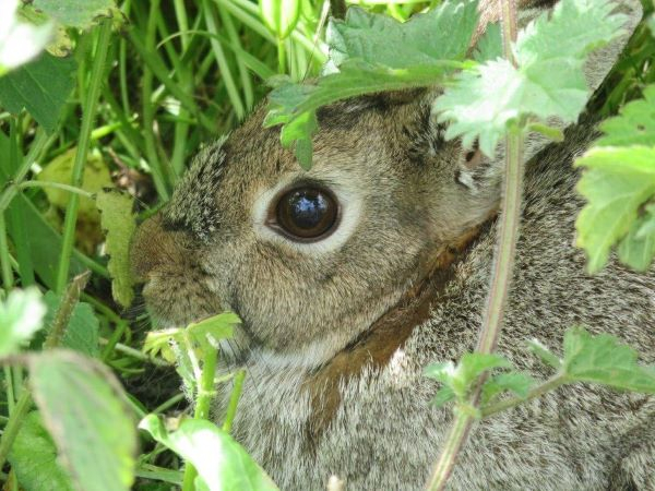 'Centre of the Eye' by Mike Taylor of Dundee u3a