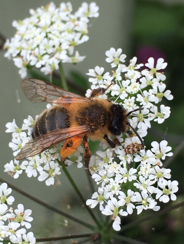 'Beetles & Bees' by Elizabeth Chew of Syston u3a