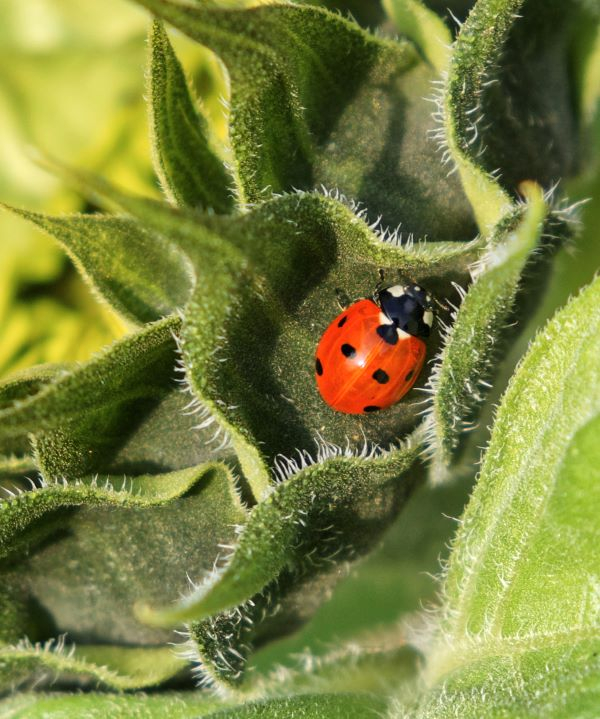 'Sunflower Guest' by Bob Robertson of Sutton Coldfield u3a