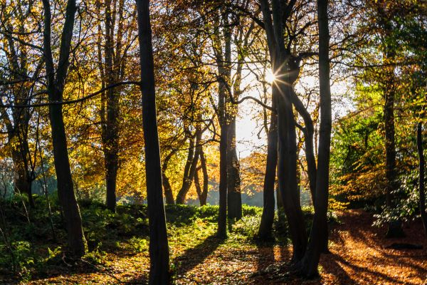 'Last of Autumn' by Brian Moore of Belfast u3a