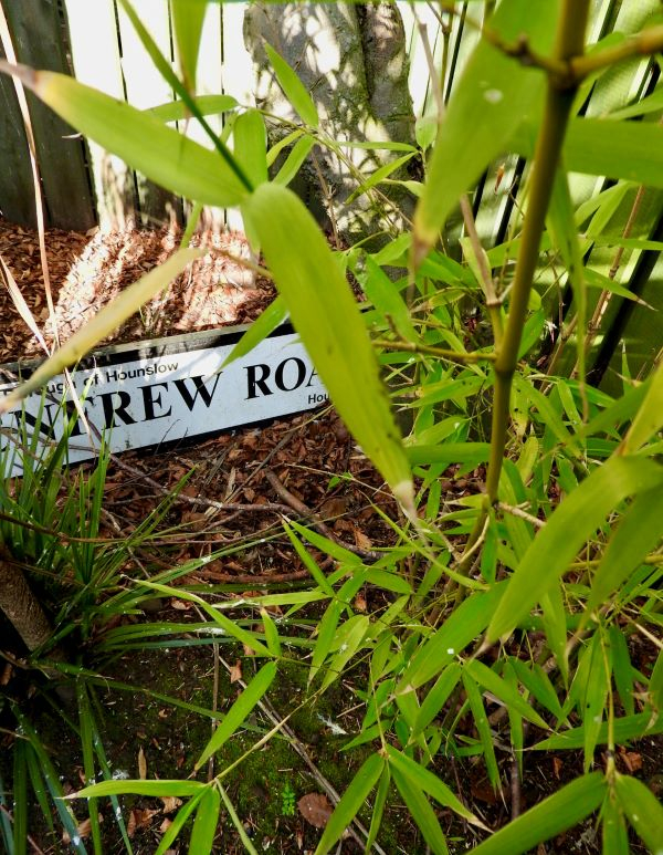 'Street Jungle' by Dianne Murrey of East Lothian u3a