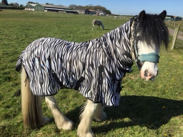 'Disguise' by Christine Garrity of Mawdesley Villages u3a