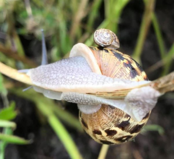 'Snail Ride' by Peter Lund of Ruthin & District u3a
