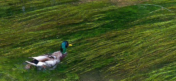 'Swimming Upstream' by David Bender of Chiltern u3a