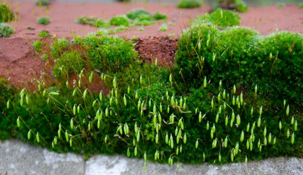 'The Green Wall' by John Hope of Bracknell u3a